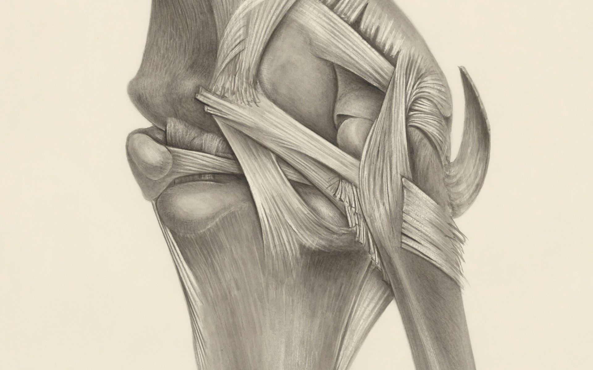 Anatomical plate of the knee joint